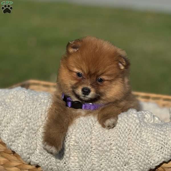 Penny, Pomeranian Puppy